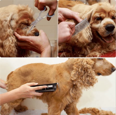 Hatteker pet clippers sales
